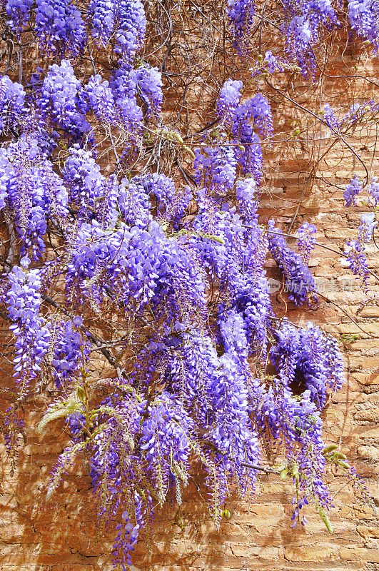 紫藤靠着砖墙生长