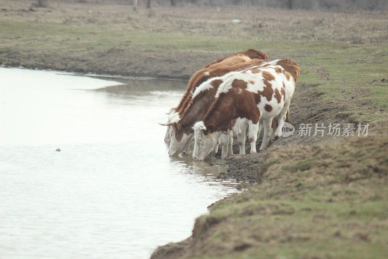家畜在野外喝水