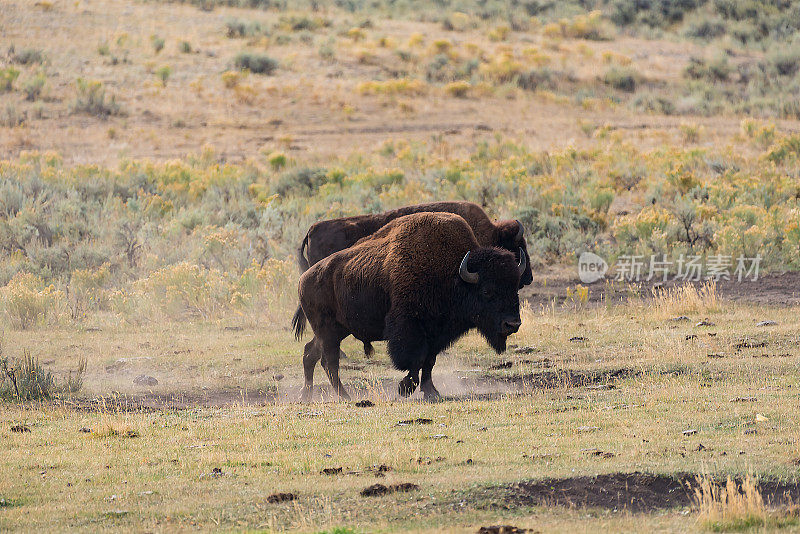 美洲野牛在美国黄石公园打滚、打架、发情、席地