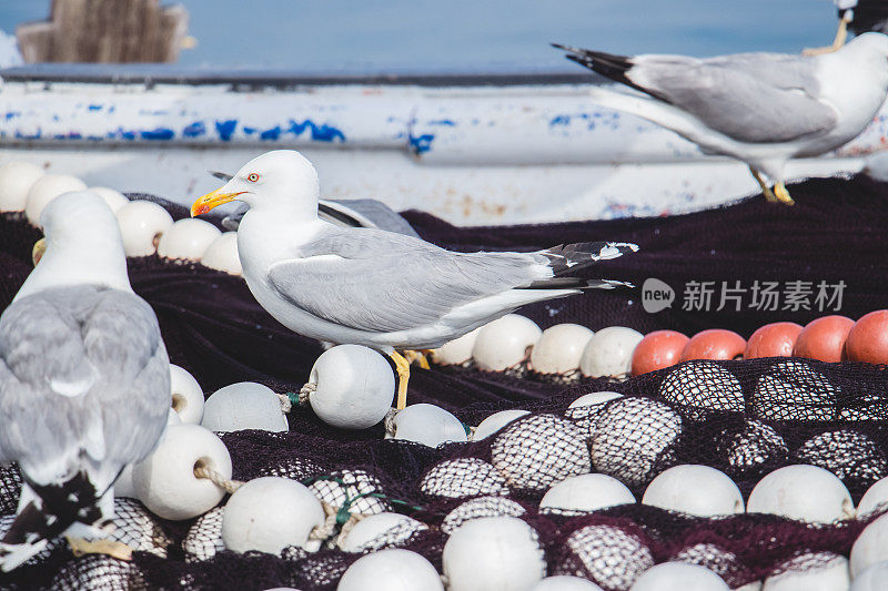 渔船上的海鸥