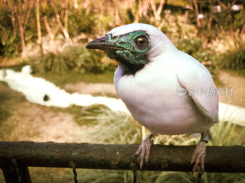 新热带区的Bellbird-Araponga,铁匠