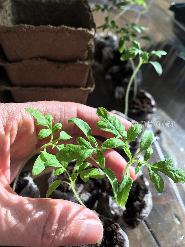 幼小的番茄幼苗在泥炭盆，准备春季种植