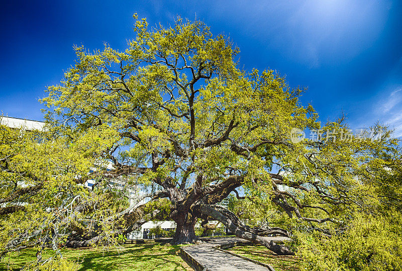 美国佛罗里达州杰克逊维尔的条约橡树
