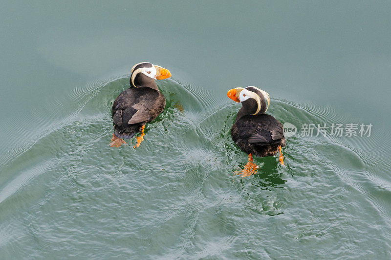 在冰川湾国家公园的水里的簇毛海雀