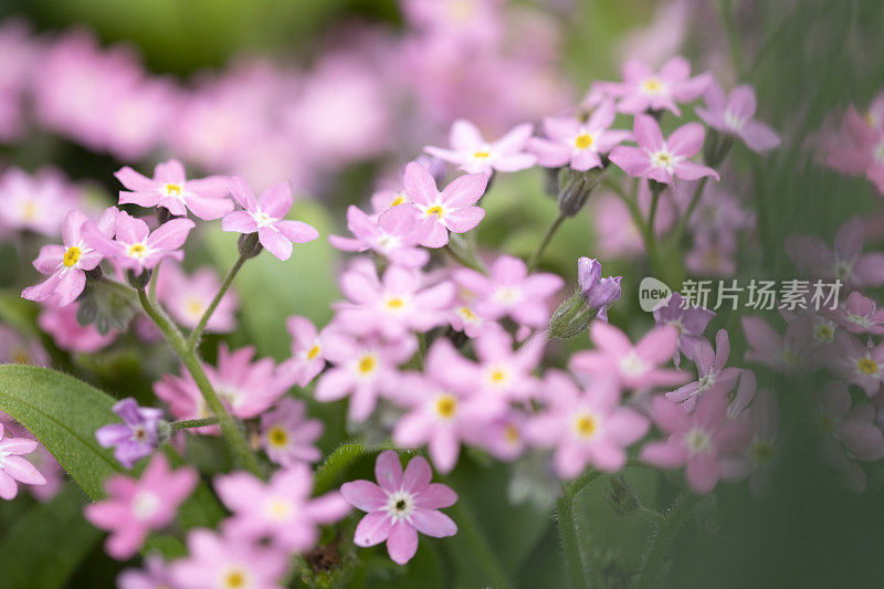 粉红色开花植物特写镜头