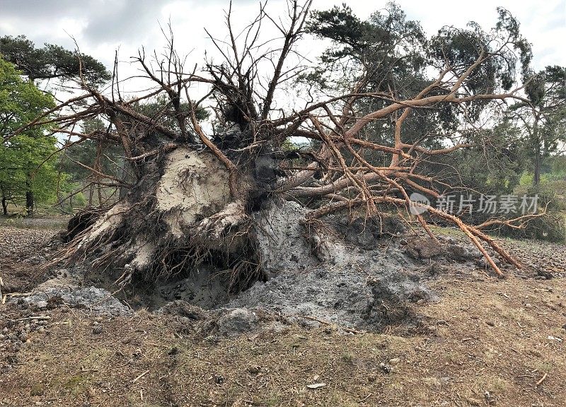 松树连根拔起