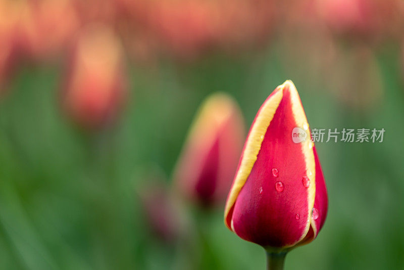 在加拿大郁金香节在专员公园，加拿大渥太华的雨滴单郁金香特写