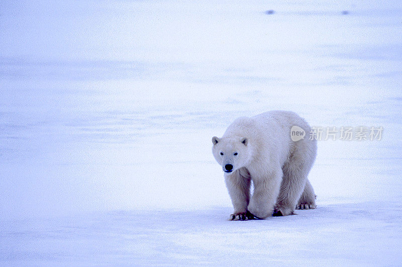 一只野生北极熊在冰冻的地面上行走的特写