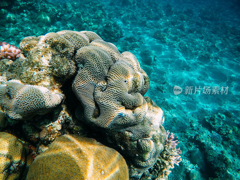 红海中的水下珊瑚礁