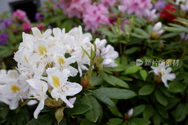 雨后的杜鹃花五彩缤纷