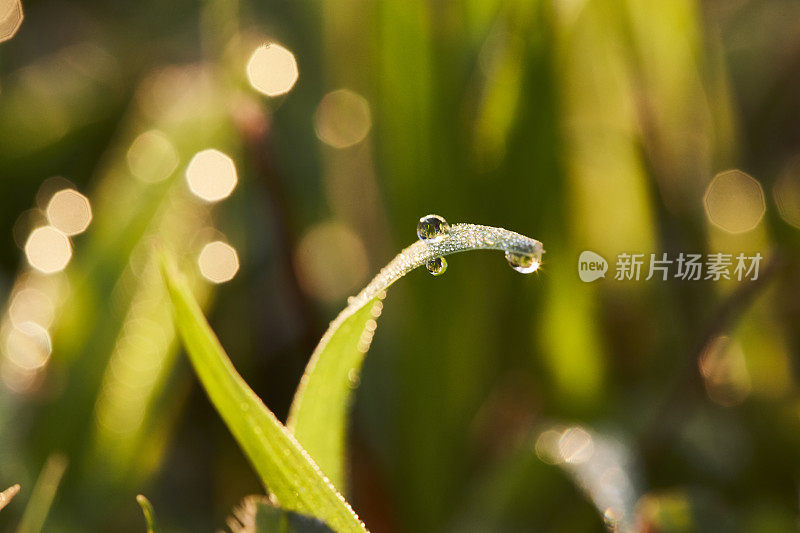 早晨的水滴