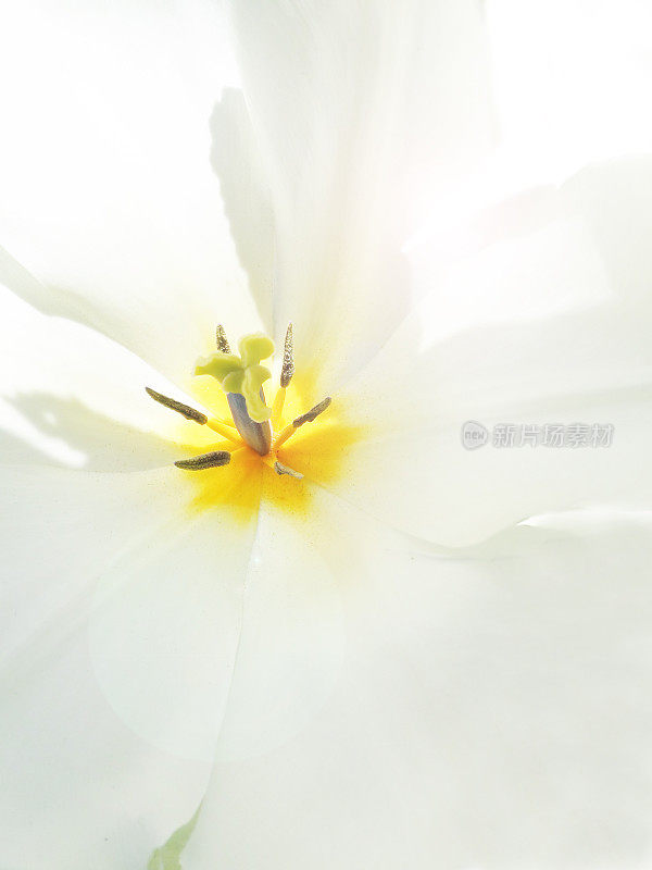 美丽的白色花朵的特写细节背景。