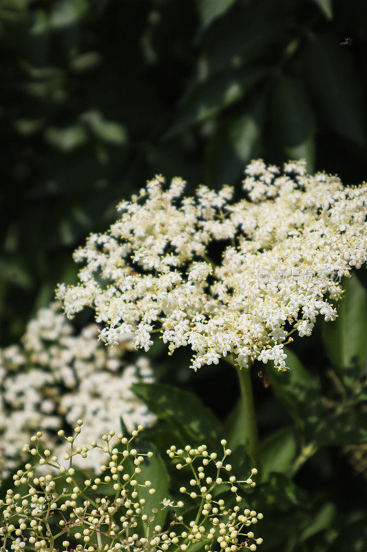 老布什花