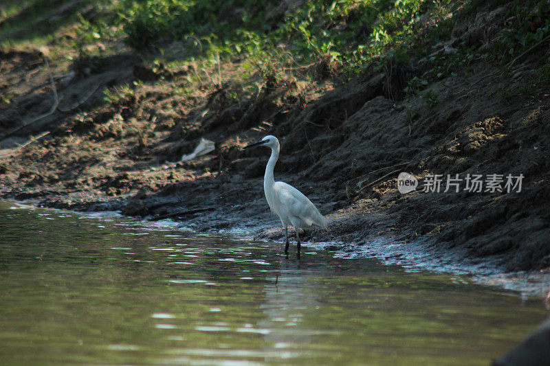 白鹭鸟