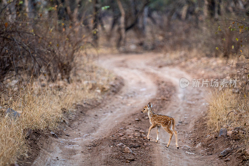 在印度拉贾斯坦邦的ranthambore老虎保护区的丛林中，可爱的小鹿，花斑鹿或雄鹿或雄鹿或轴心鹿