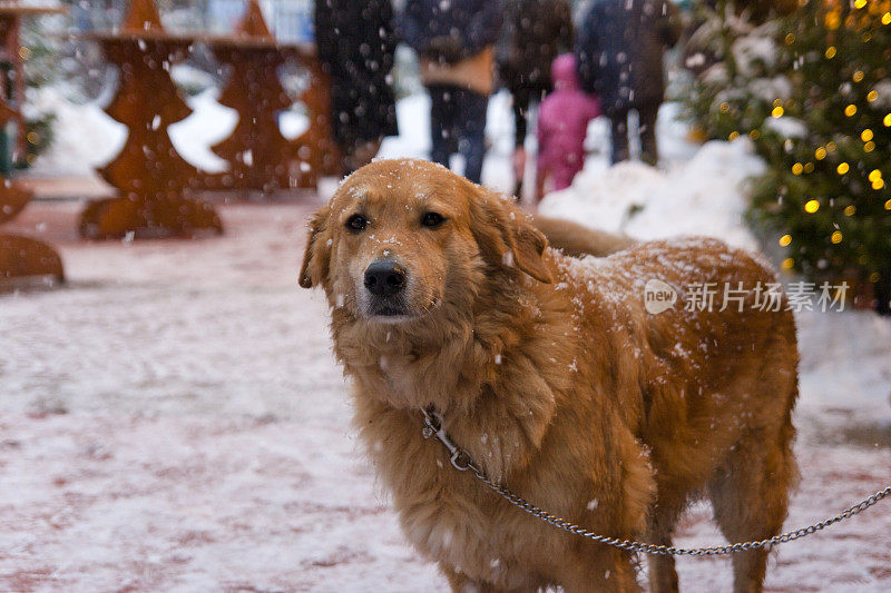 在圣诞市场上，被拴着、冻着的狗急切地等待着它的主人