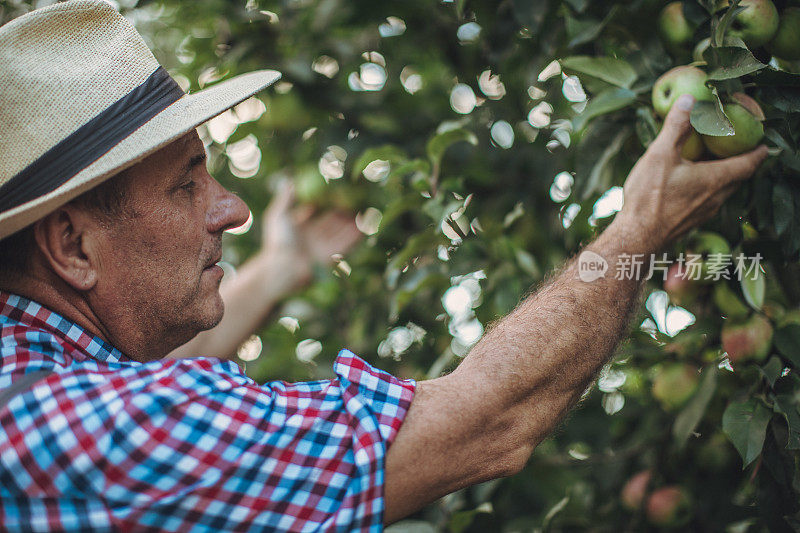 这个季节他的苹果树长得茂盛