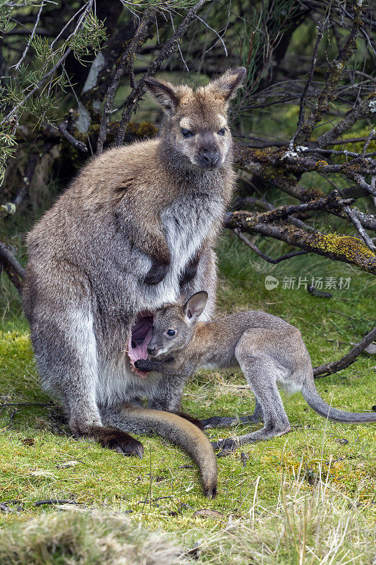 澳大利亚塔斯马尼亚，班奈特(红颈小袋鼠)和它的小袋鼠