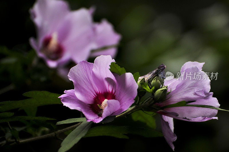 盛开的粉红色的芙蓉花