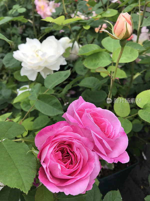 近距离图像的粉红色玫瑰和花蕾生长在夏季花园，一束玫瑰，花瓣和模糊的绿色园艺背景，孤立的单玫瑰灌木灌木生长在户外