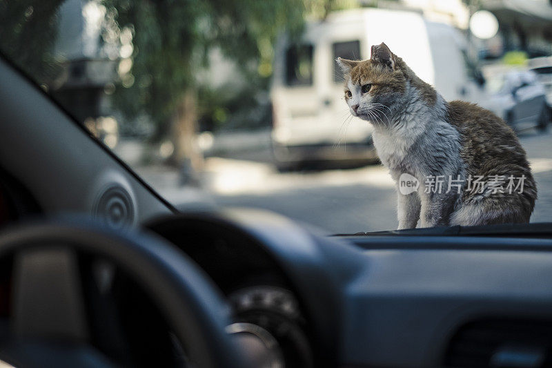 可爱的流浪猫在车上