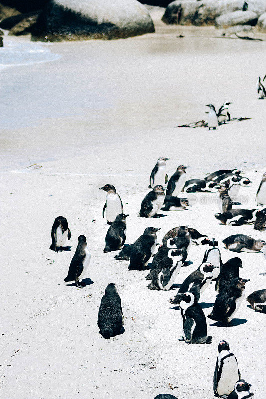 南非开普敦海滩上的非洲企鹅群落