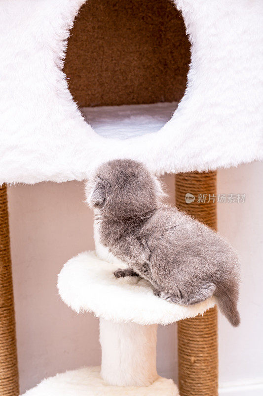 新生的棕色苏格兰折耳猫在猫屋玩耍