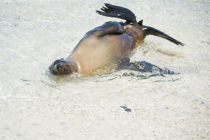 加拉帕戈斯海狮在水中嬉戏变形