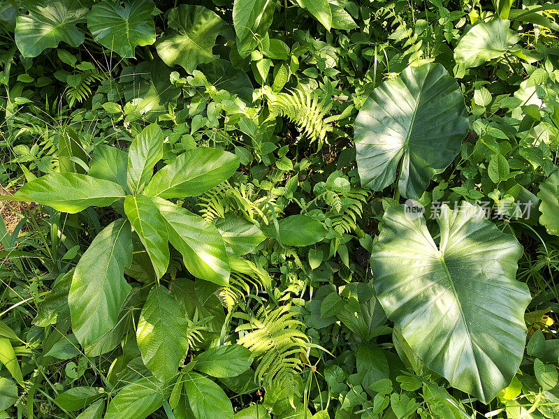 香港新界清水湾郊野公园的绿色植物