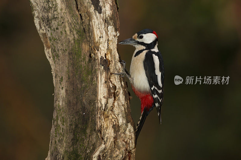 大斑点啄木鸟