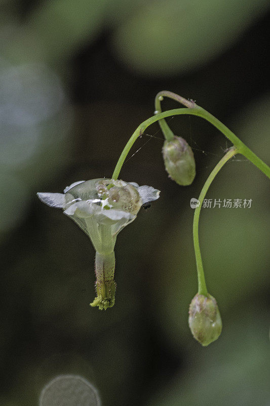 温哥华planipetala是一种开花植物在小檗科众所周知的普通名称红木从内到外的花和红木常春藤。杰迪戴亚史密斯红杉州立公园;