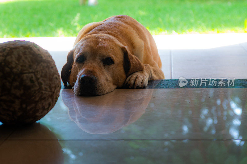 拉布拉多寻回猎犬，温顺，顽皮的狗和家庭监护人