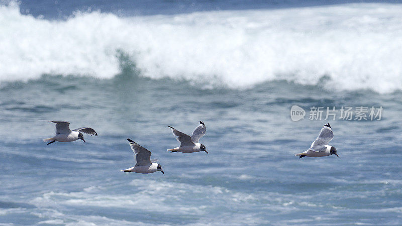 三只成年的富兰克林海鸥飞过碎浪
