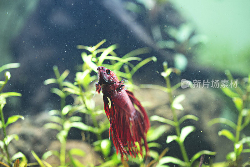 一串红-水族馆里的暹罗斗鱼