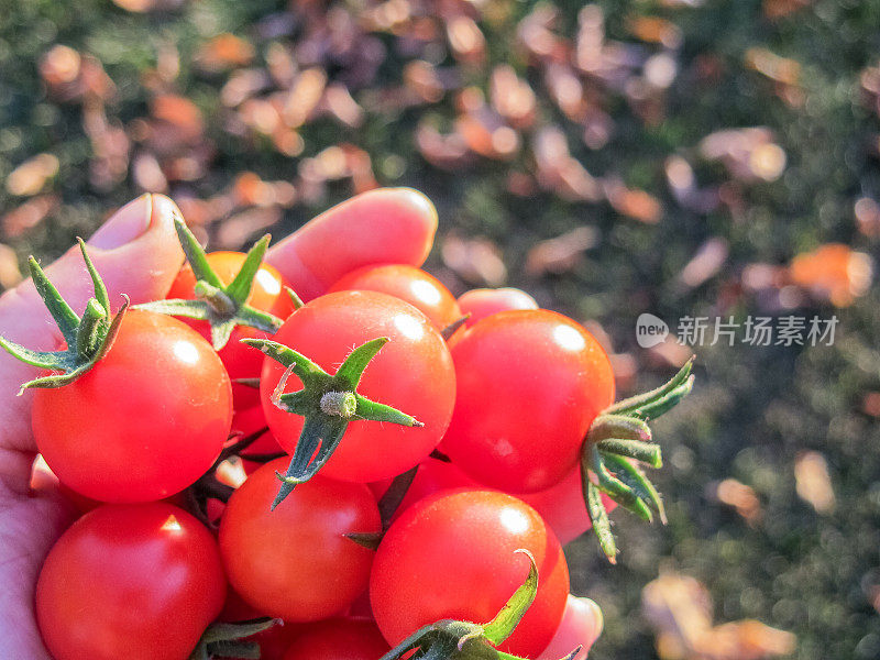 藤蔓成熟的红番茄生长在后院的菜园，以确保粮食安全