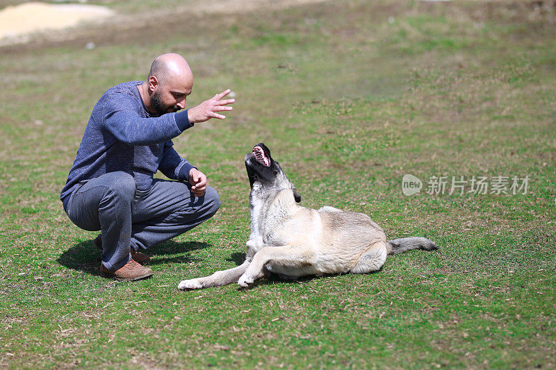 安纳托利亚牧羊犬和它的主人玩耍(kangal)