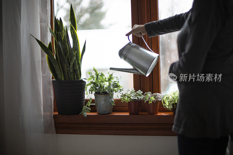 室内植物浇水