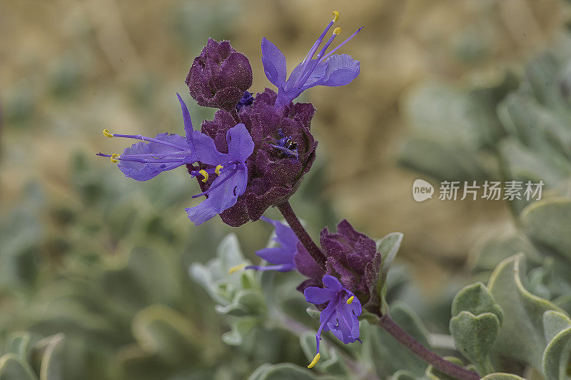 鼠尾草、薄荷鼠尾草、古狐尾松林;因约国家森林，白山，加利福尼亚州。唇形科。