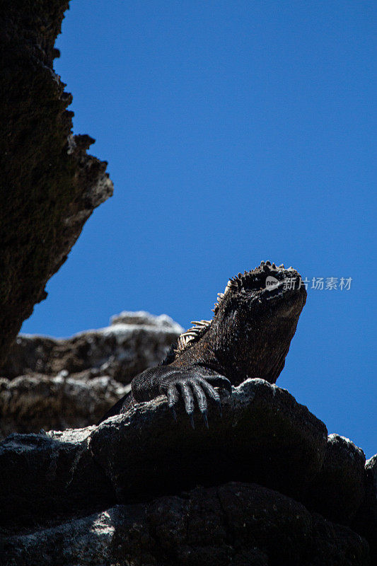 厄瓜多尔加拉帕戈斯群岛圣克里斯托巴尔岛上的海鬣蜥在岩石上晒太阳