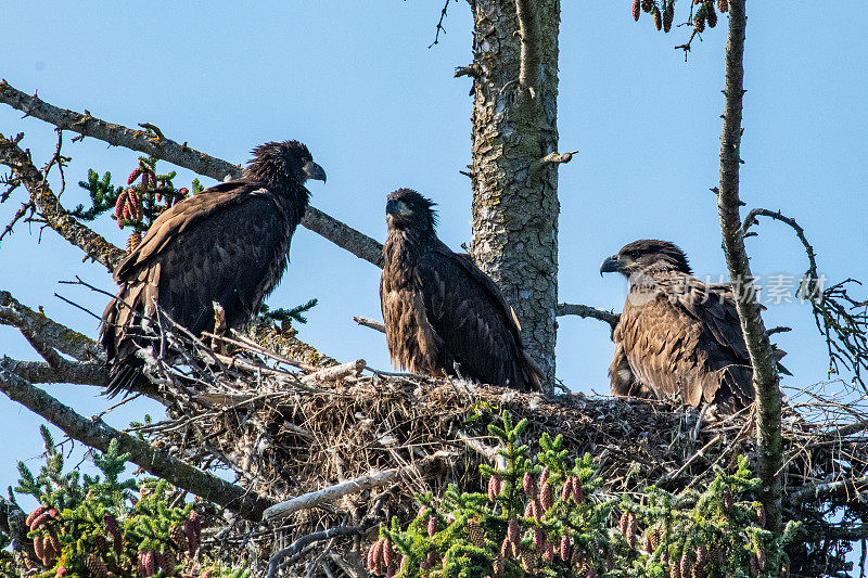 三只秃鹰幼崽等待着父母把食物带回巢中