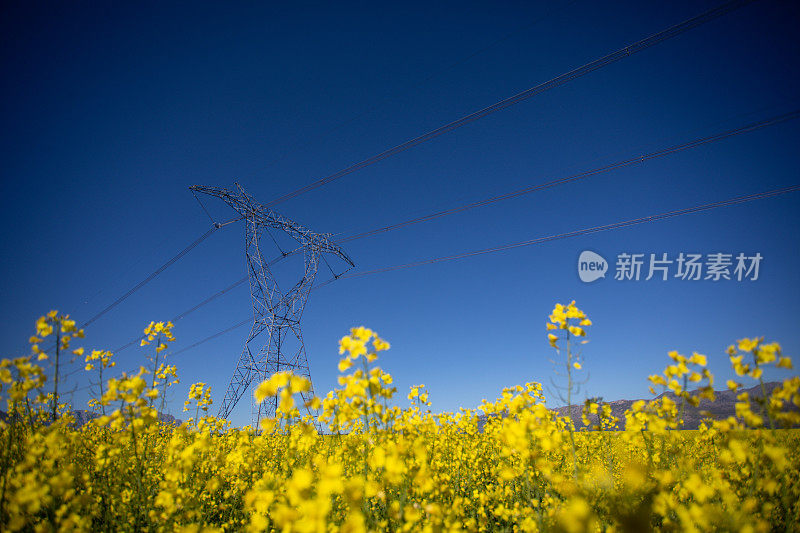 油菜田的高压电线。