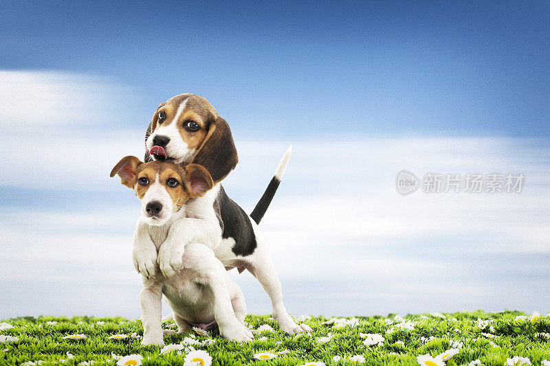 狗杰克罗素和小猎犬在草地上