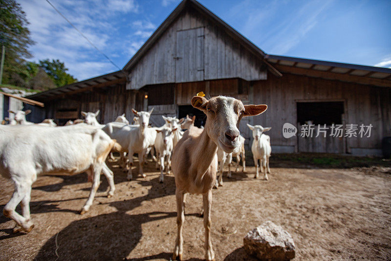 家养山羊的肖像在前面的一个马厩和其他山羊在他后面去牧场-股票照片