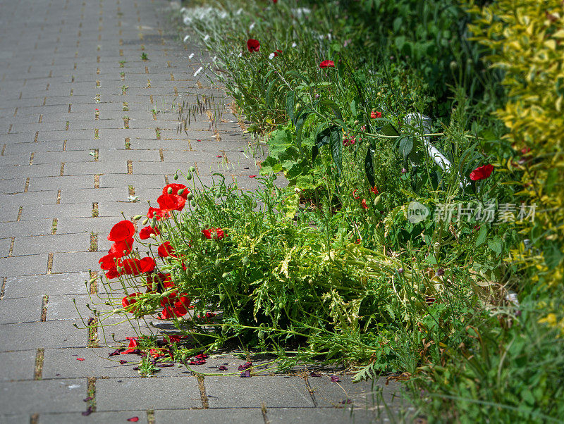 Poppy在人行道上