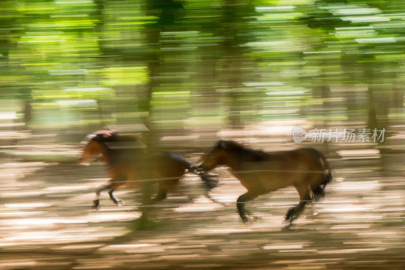 森林里两匹奔跑的马。速度和运动的暗示