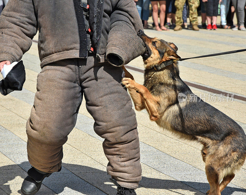 训练中的警犬