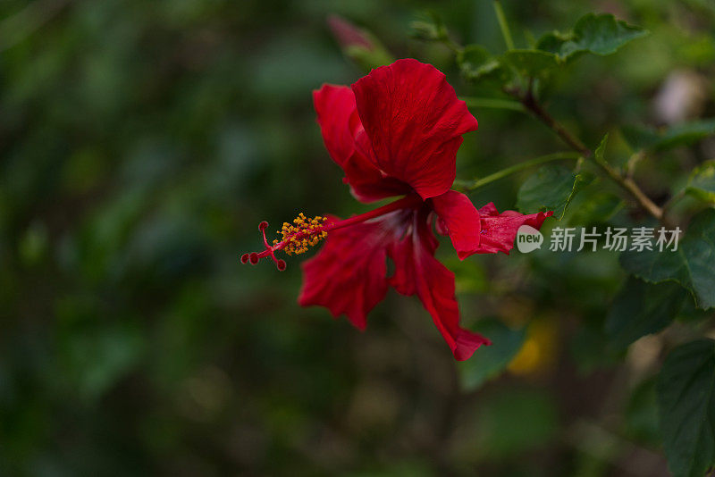 充满异域风情的花朵