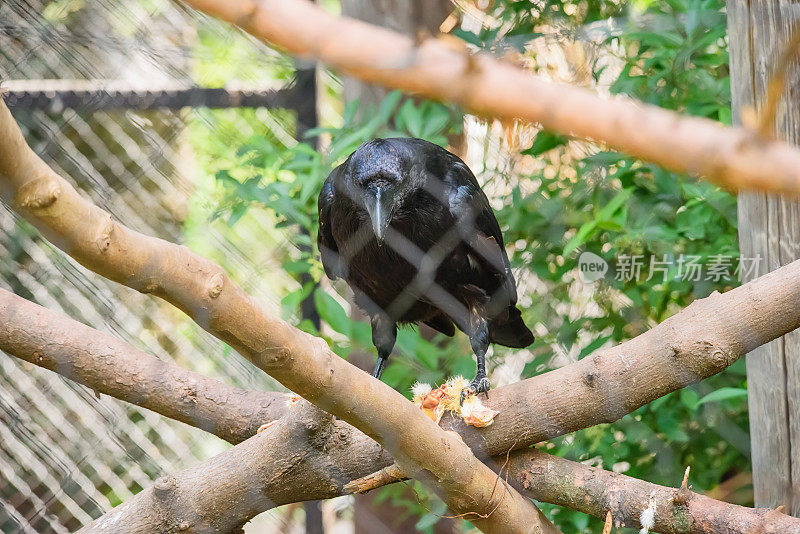 动物园笼子里的黑乌鸦