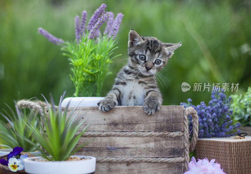 夏日花园里，毛茸茸的灰猫坐在柳条篮子里