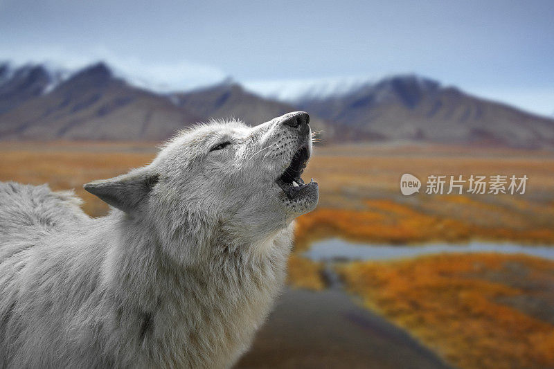 白狼在冻土带上嚎叫的特写